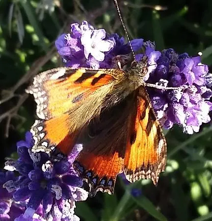 Pension-jakobs Nachtsheim