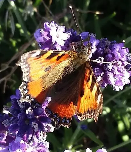 Pension-jakobs Nachtsheim
